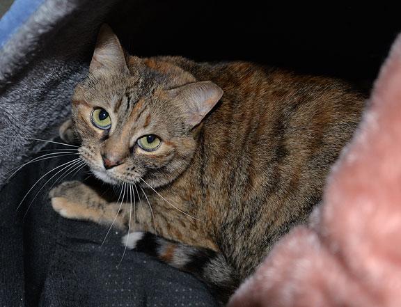Tilly, a Adoptable Torbie in Fort Leavenworth, KS image 4/5