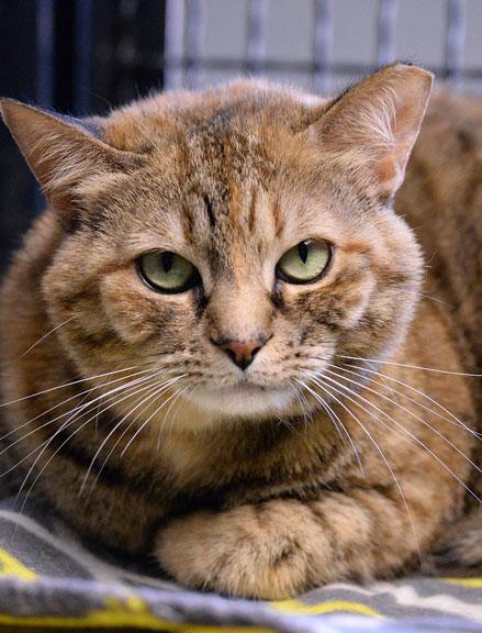 Tilly, a Adoptable Torbie in Fort Leavenworth, KS image 1/5
