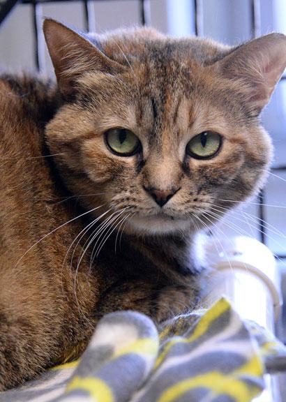 Tilly, a Adoptable Torbie in Fort Leavenworth, KS image 5/5