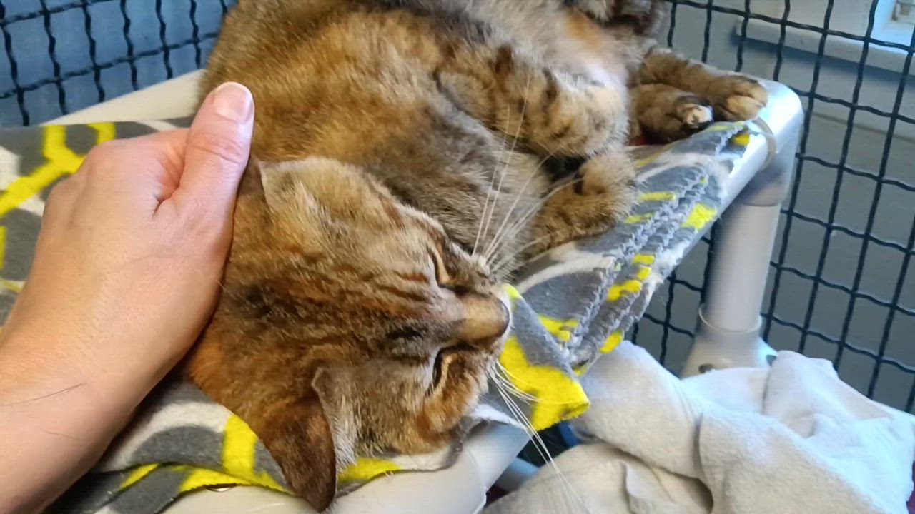 Enlarge Tilly, a Adoptable Torbie in Fort Leavenworth, KS video 2/5