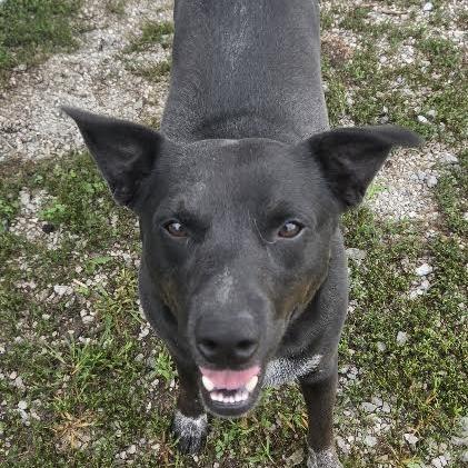Enlarge Prince, a Adoptable mixed breed in Brooksville, KY image 1/6