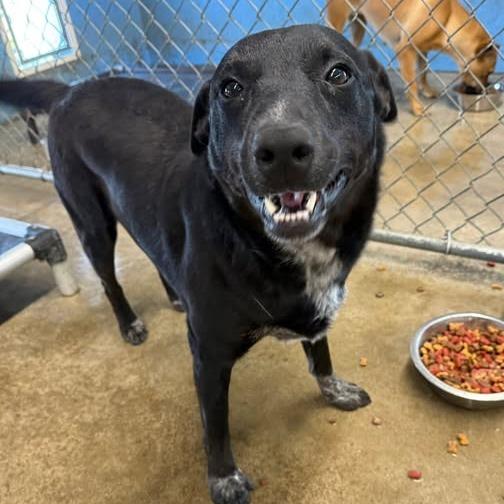 Enlarge Prince, a Adoptable mixed breed in Brooksville, KY image 3/6