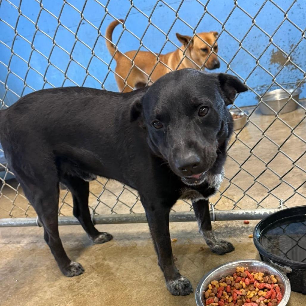 Enlarge Prince, a Adoptable mixed breed in Brooksville, KY image 4/6