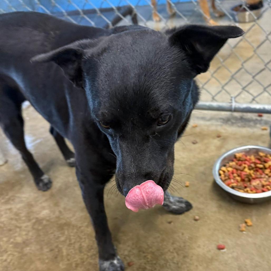 Enlarge Prince, a Adoptable mixed breed in Brooksville, KY image 5/6