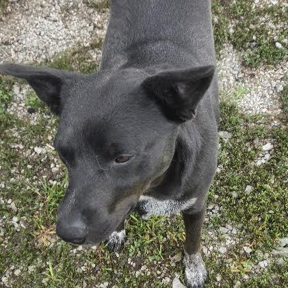 Enlarge Prince, a Adoptable mixed breed in Brooksville, KY image 6/6