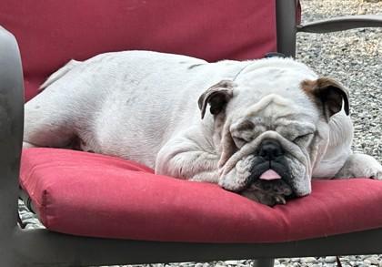 CHARLOTTE WEBB, a Adoptable English Bulldog image 1/3