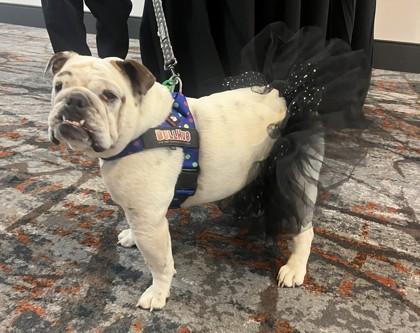 CHARLOTTE WEBB, a Adoptable English Bulldog image 2/3