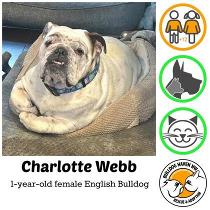 CHARLOTTE WEBB, a Adoptable English Bulldog image 3/3