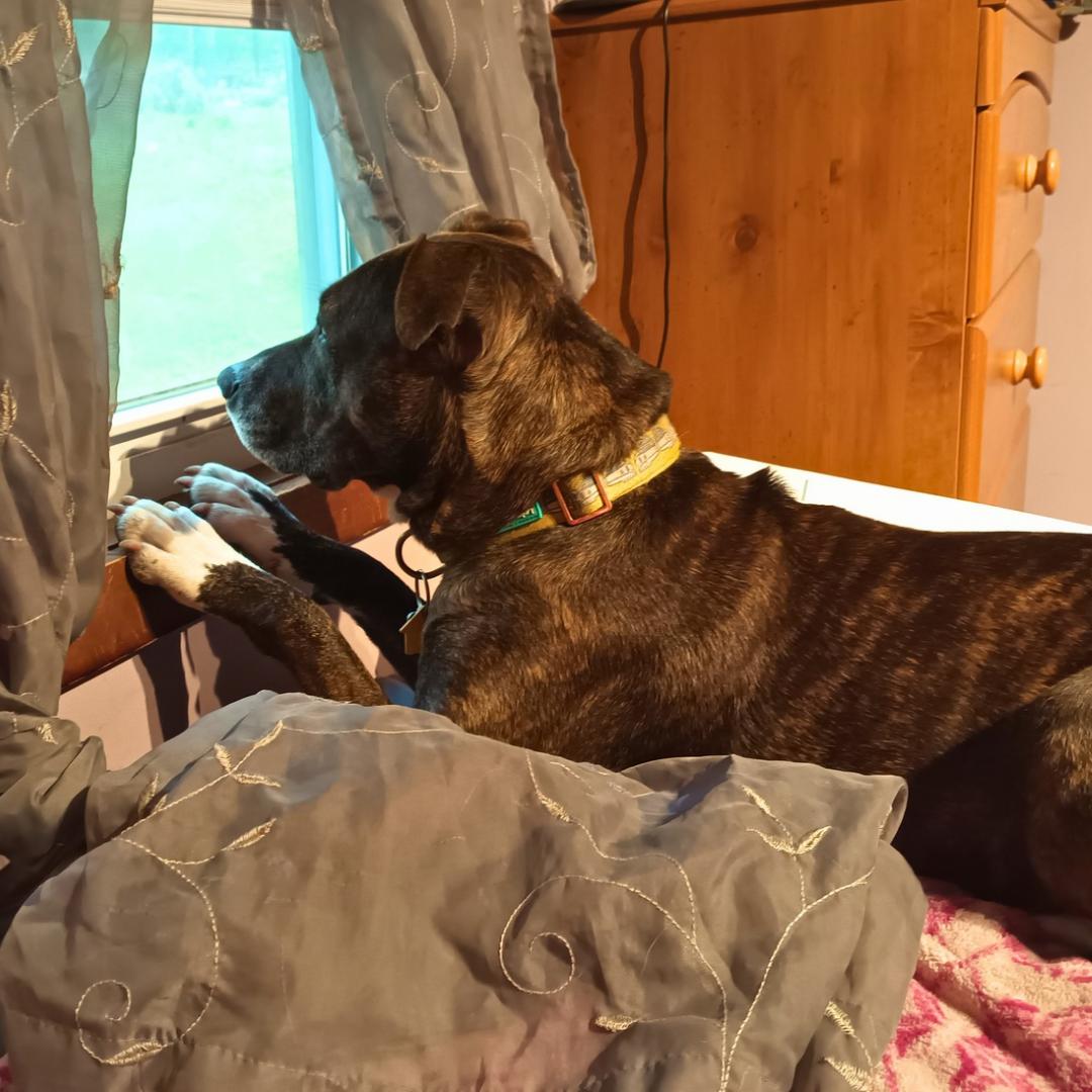 Enlarge Kyrie, a ADOPTABLE Mixed Breed in East Stroudsburg, PA image 2/6