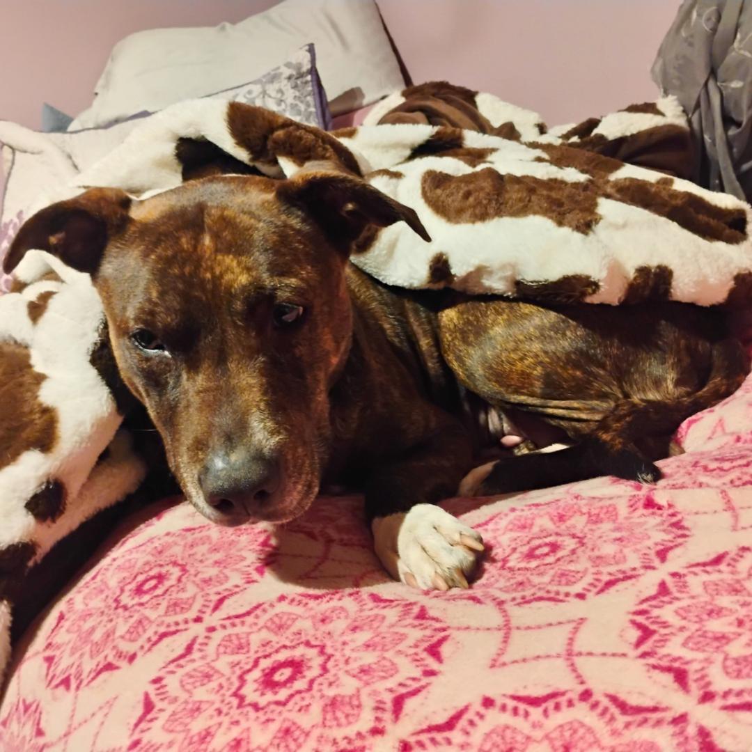 Enlarge Kyrie, a ADOPTABLE Mixed Breed in East Stroudsburg, PA image 1/6