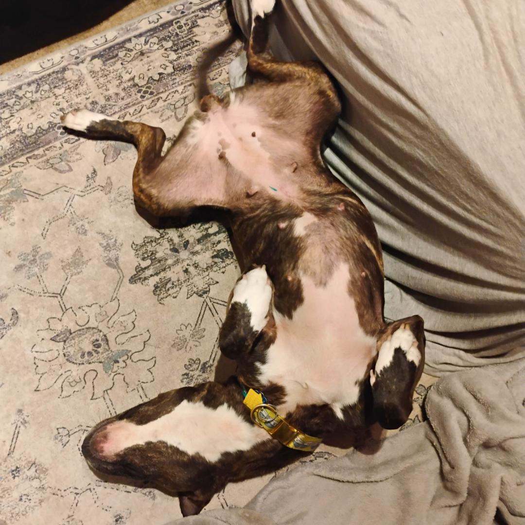 Enlarge Kyrie, a ADOPTABLE Mixed Breed in East Stroudsburg, PA image 6/6