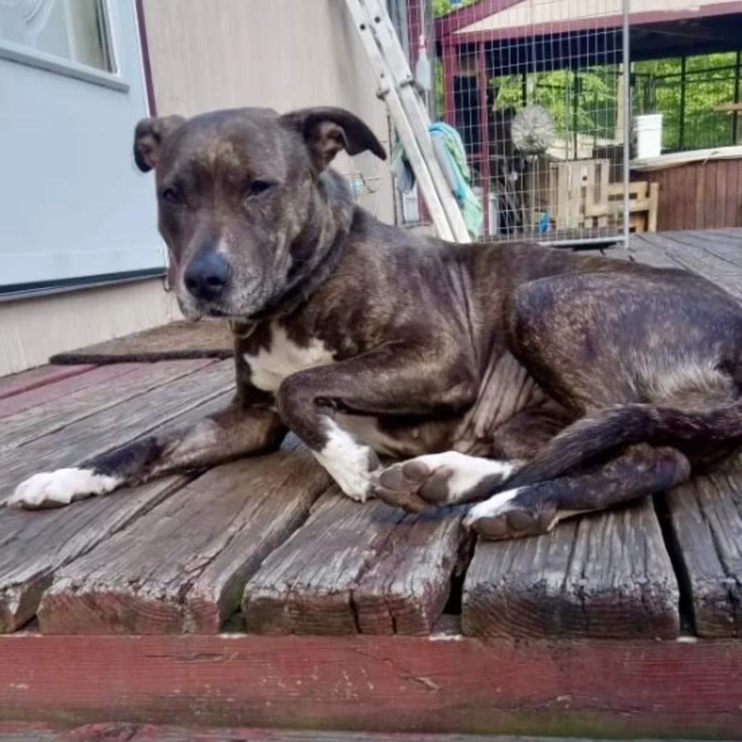 Enlarge Kyrie, a ADOPTABLE Mixed Breed in East Stroudsburg, PA image 5/6