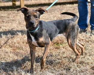 Enlarge PR 52 Tanya, a Adoptable Pit Bull Terrier in Glen Allen, VA image 1/3