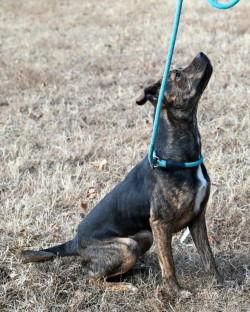 Enlarge PR 52 Tanya, a Adoptable Pit Bull Terrier in Glen Allen, VA image 2/3