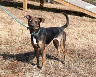 Enlarge PR 52 Tanya, a Adoptable Pit Bull Terrier in Glen Allen, VA image 3/3