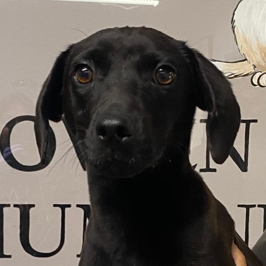Willy, Adopted, Young Male Dachshund.