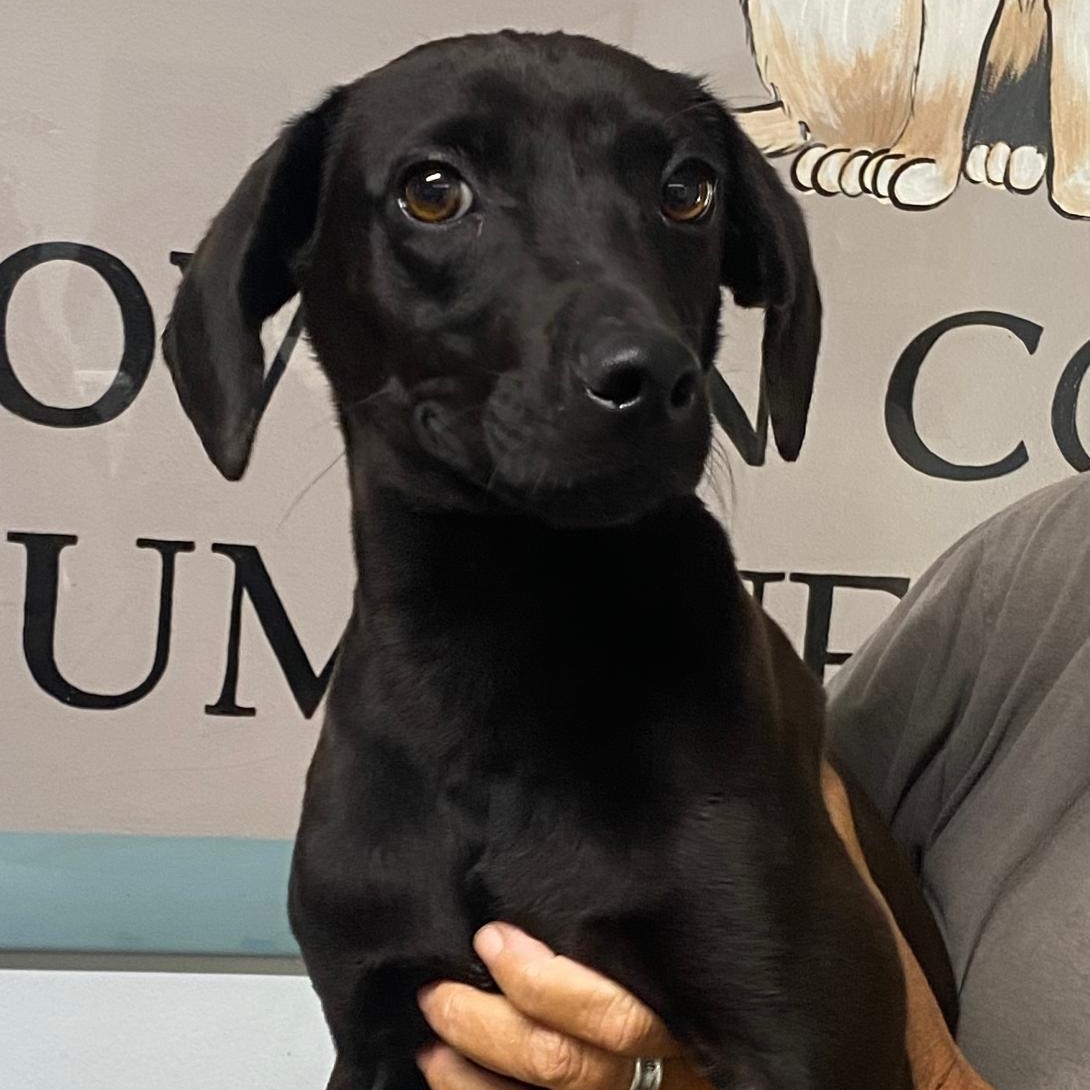 Enlarge Willy, a Adopted Dachshund in Spencer, IN image 2/2