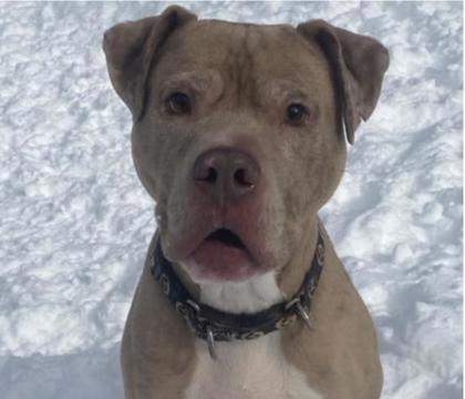 Enlarge King, a ADOPTABLE mixed breed in Potsdam, NY image 2/3