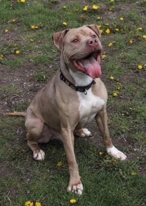 Enlarge King, a ADOPTABLE mixed breed in Potsdam, NY image 1/3