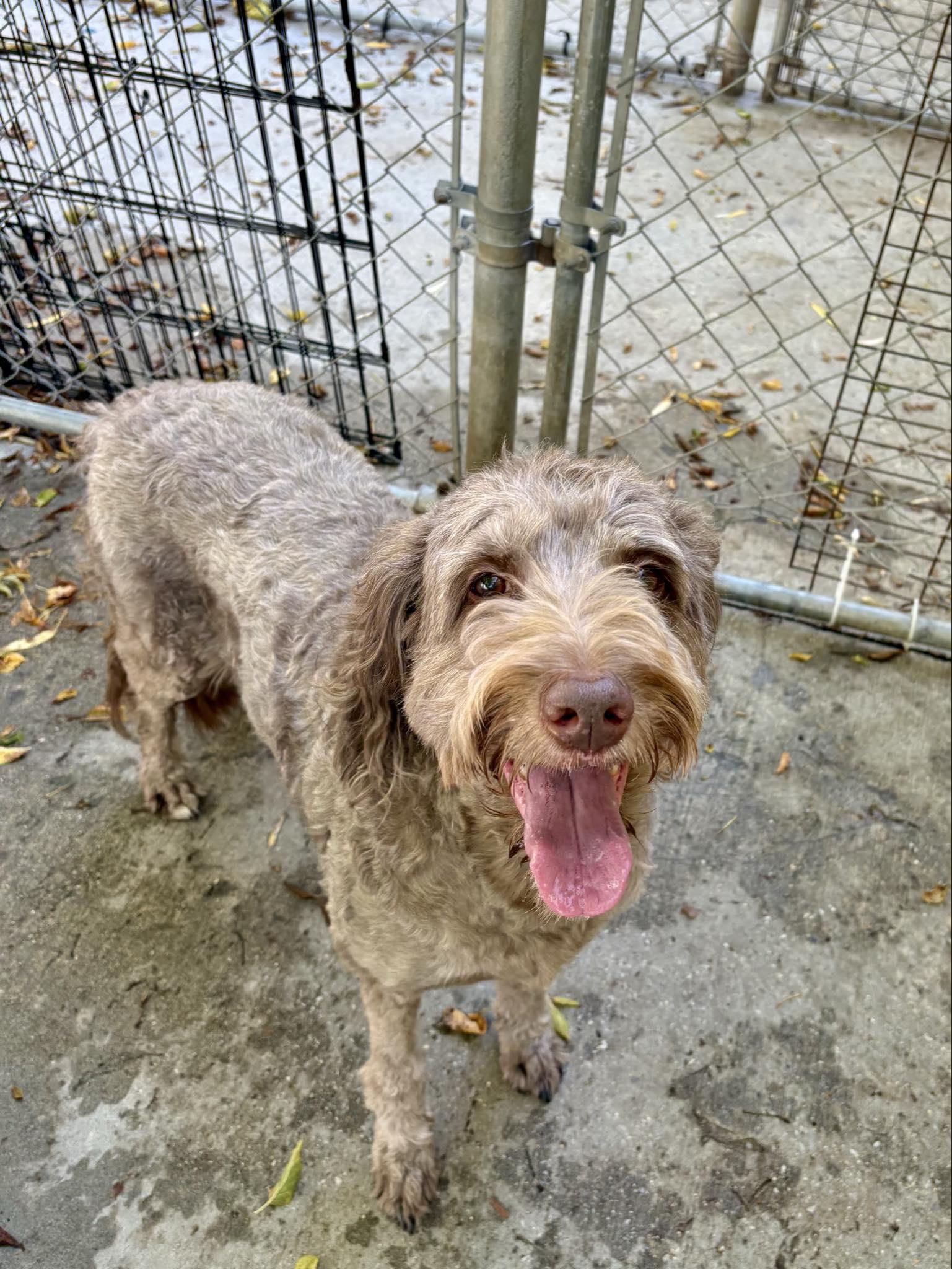 Pet Image