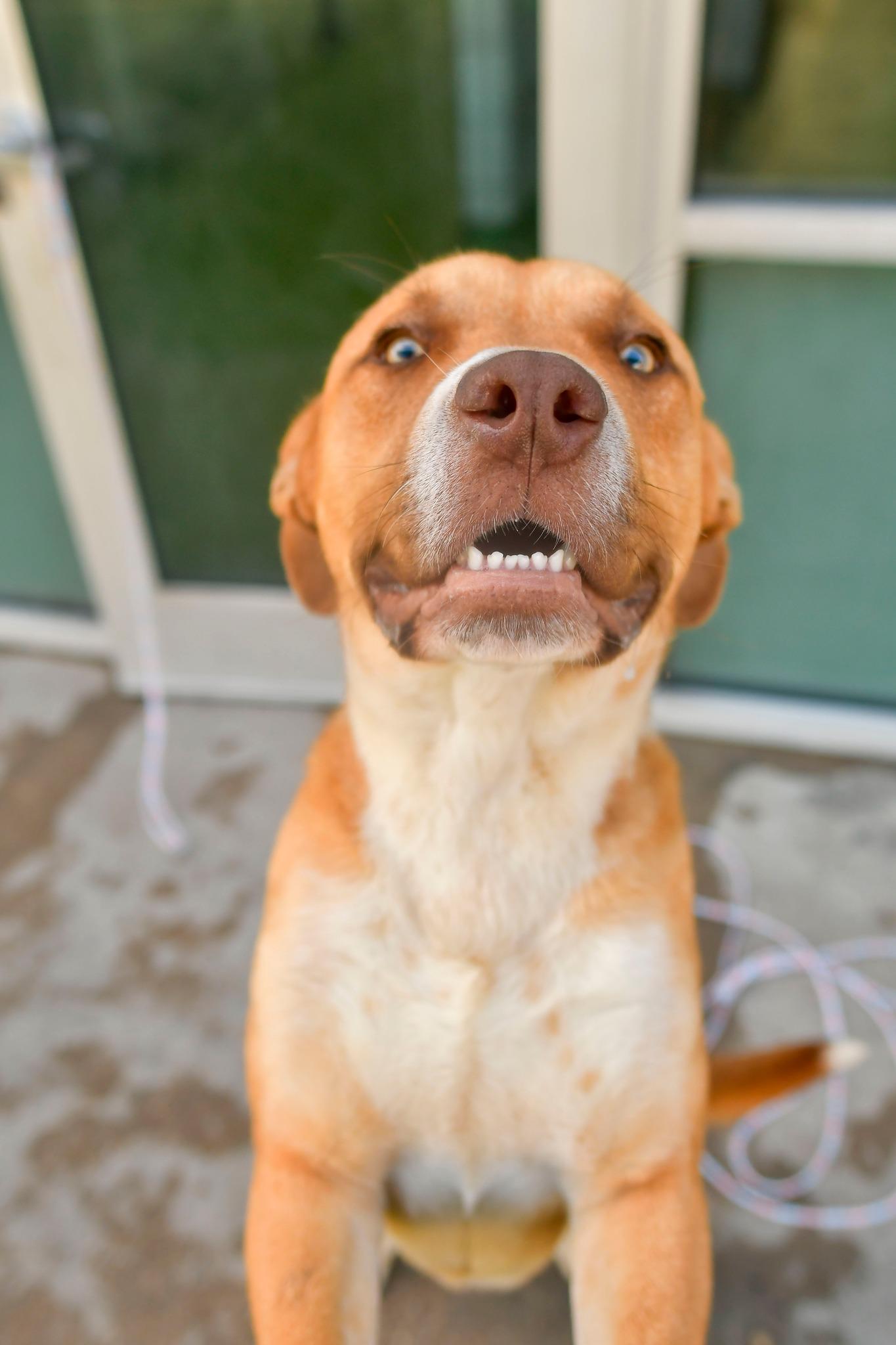 Enlarge DALLAS, a Adopted mixed breed in Mabank, TX image 4/6