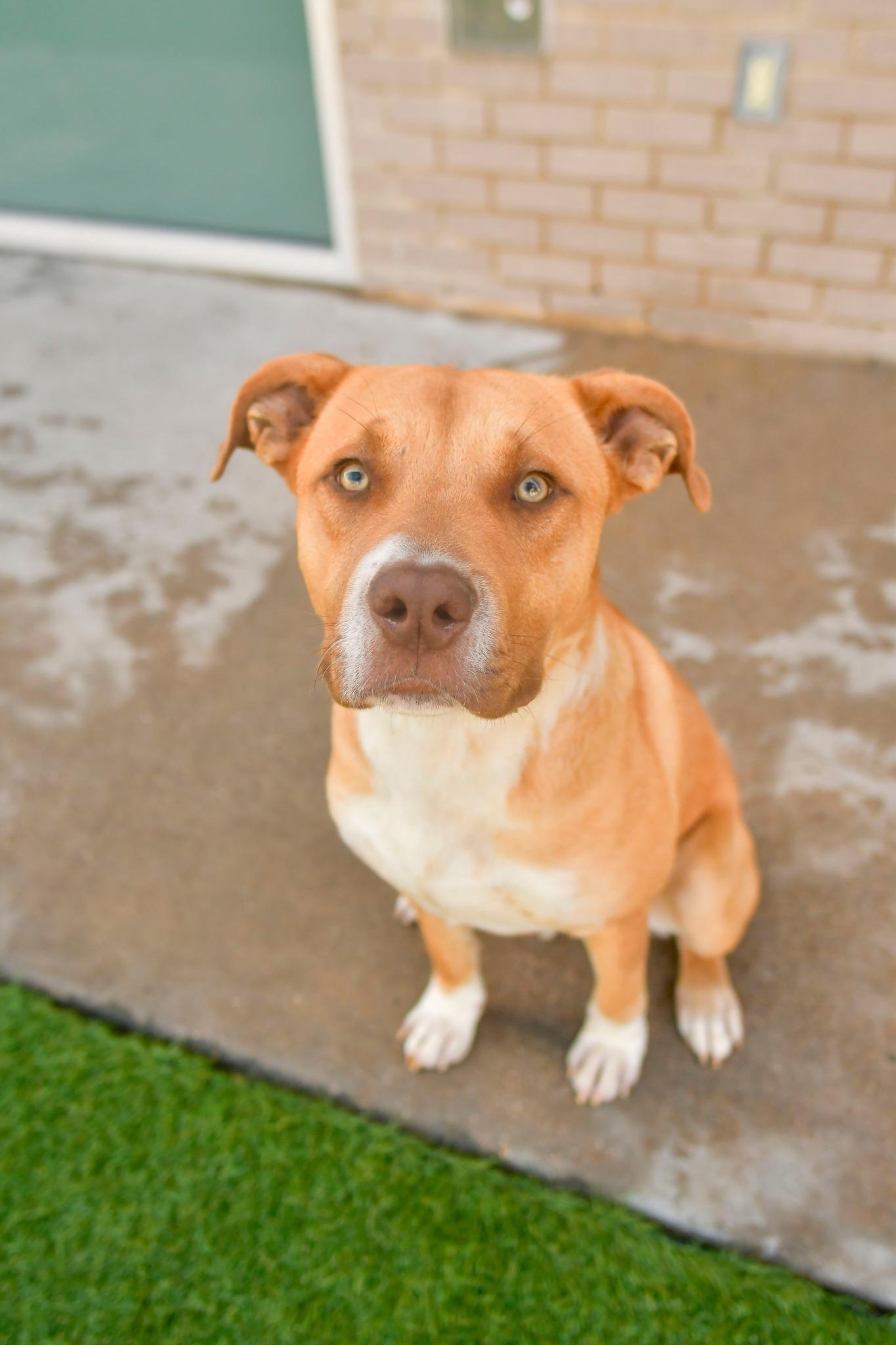 Enlarge DALLAS, a Adopted mixed breed in Mabank, TX image 5/6