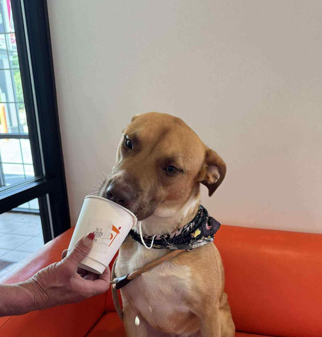 Enlarge DALLAS, a Adopted mixed breed in Mabank, TX image 2/6