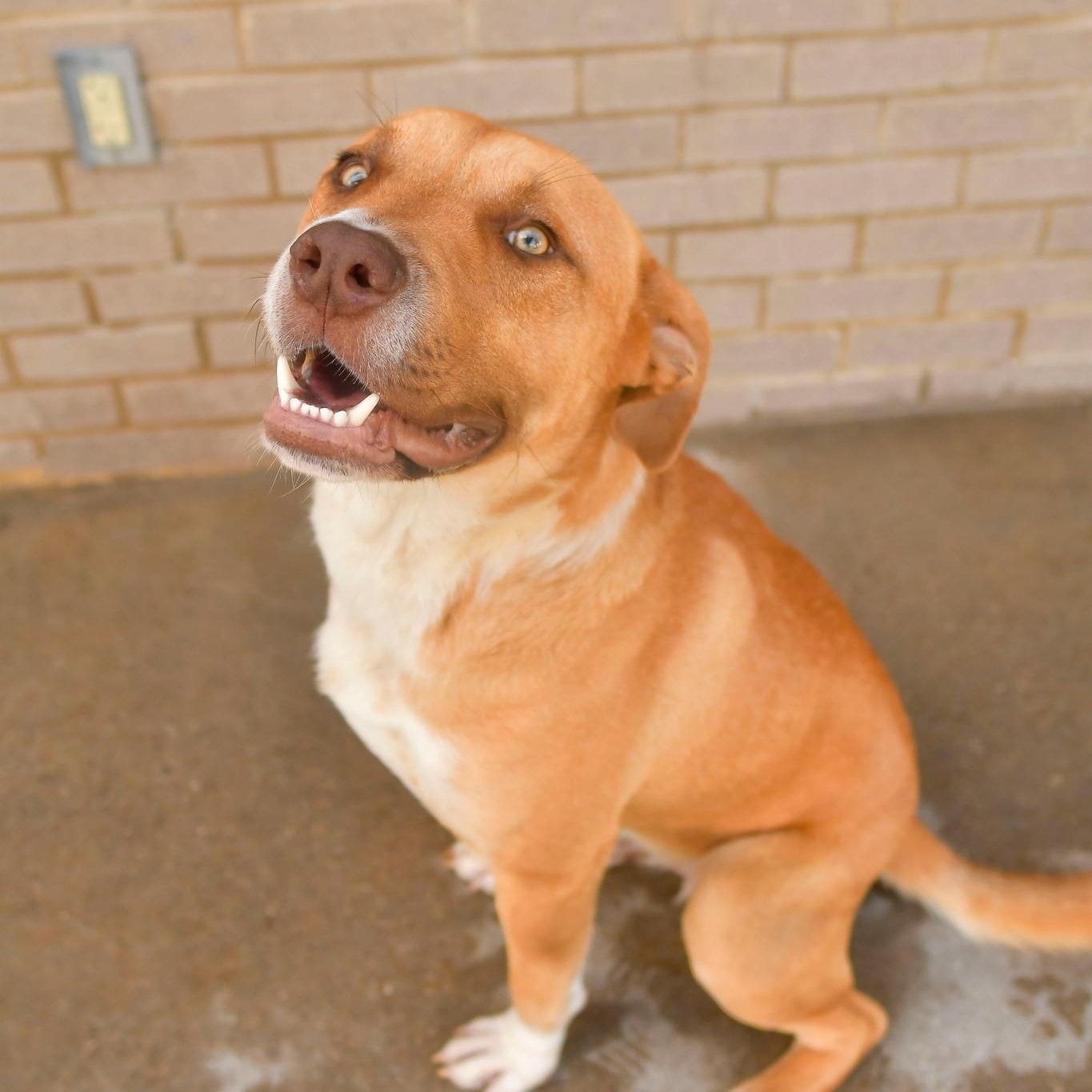 Enlarge DALLAS, a Adopted mixed breed in Mabank, TX image 3/6