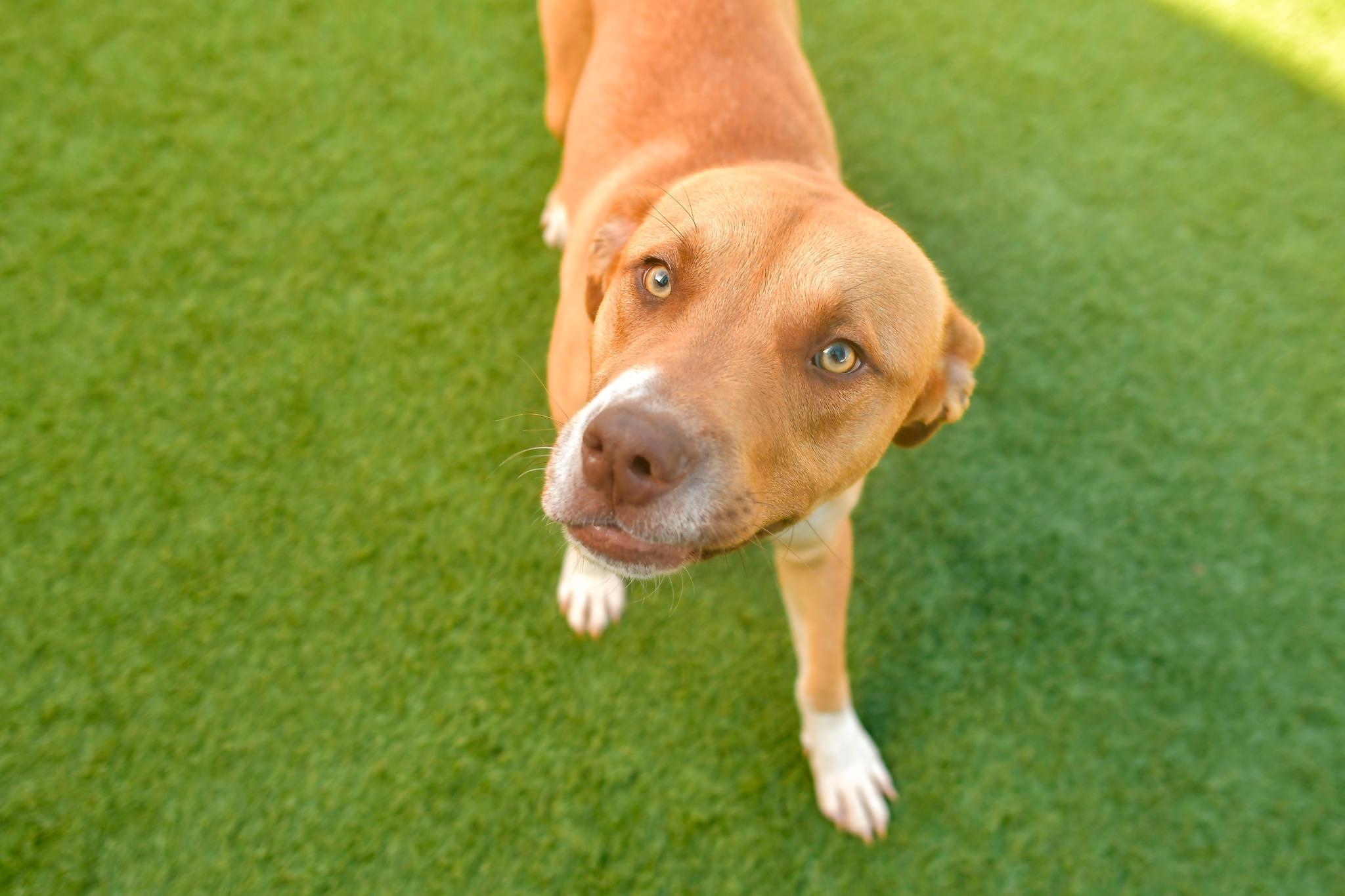 Enlarge DALLAS, a Adopted mixed breed in Mabank, TX image 6/6