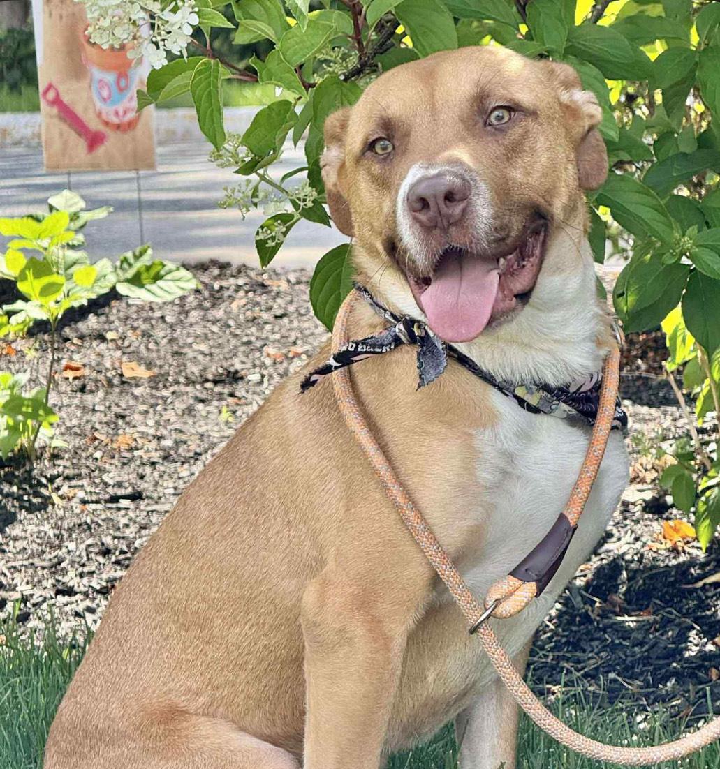 DALLAS, Adopted, Young Male Labrador Retriever.