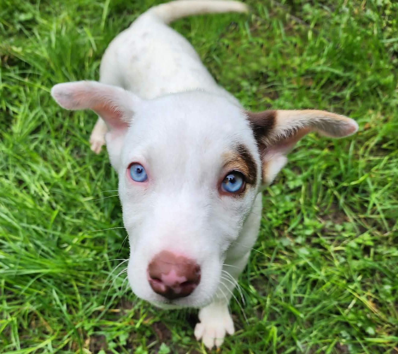 Enlarge Nettle (Leafy Greens litter), an adopted mixed breed in Silvana, WA image 1/6