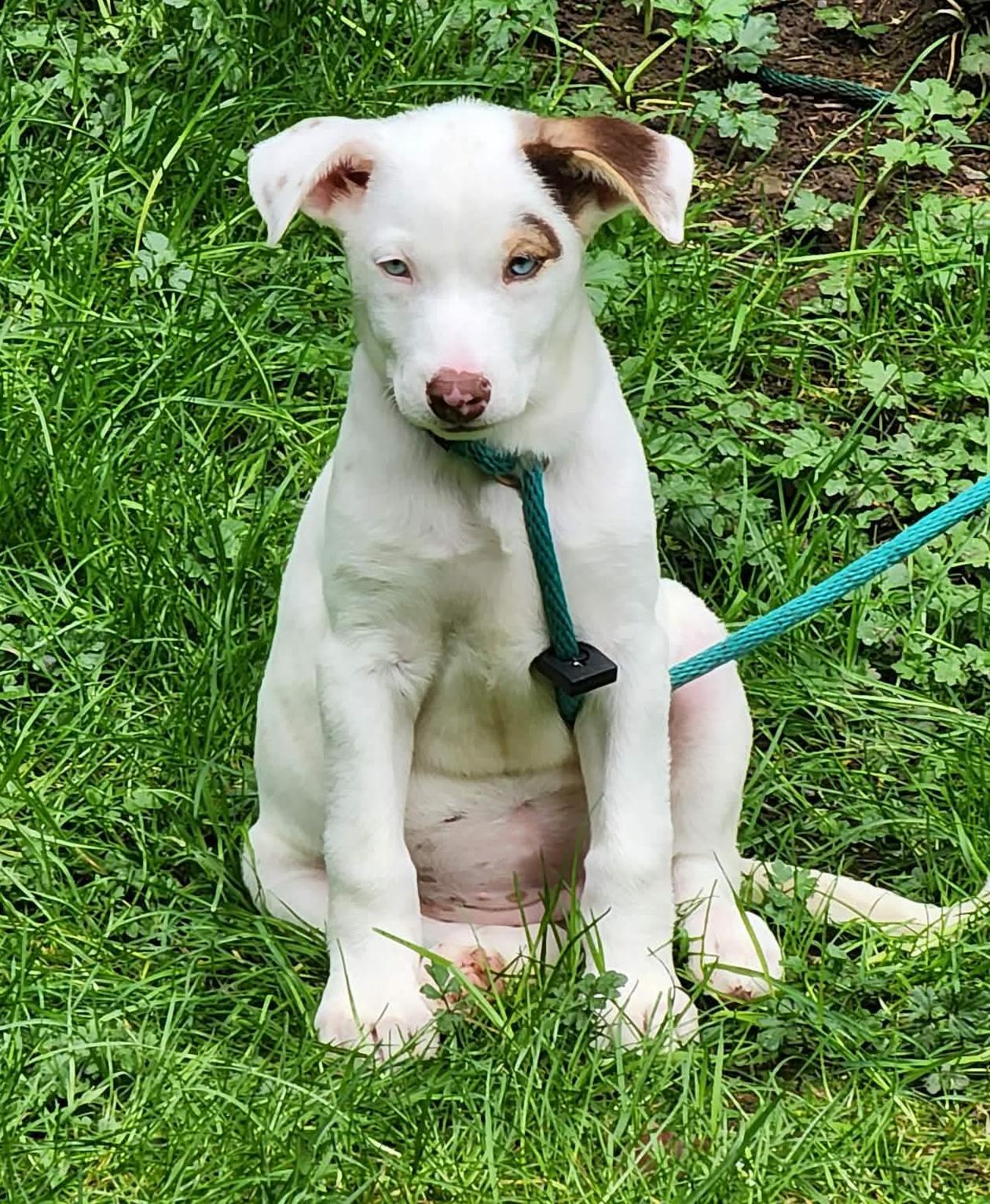 Enlarge Nettle (Leafy Greens litter), an adopted mixed breed in Silvana, WA image 3/6