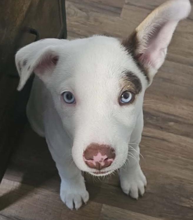 Enlarge Nettle (Leafy Greens litter), an adopted mixed breed in Silvana, WA image 2/6
