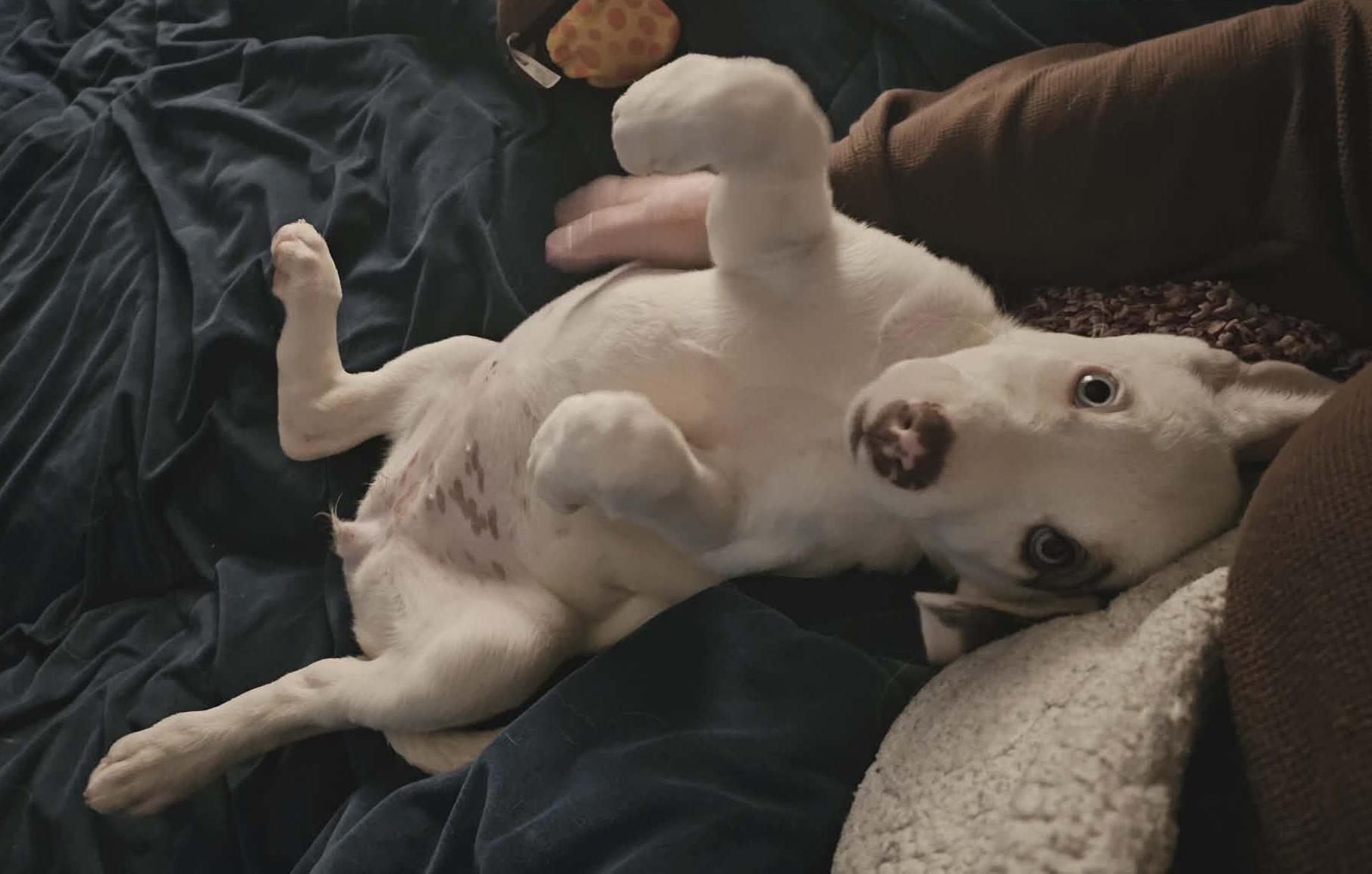 Enlarge Nettle (Leafy Greens litter), an adopted mixed breed in Silvana, WA image 4/6