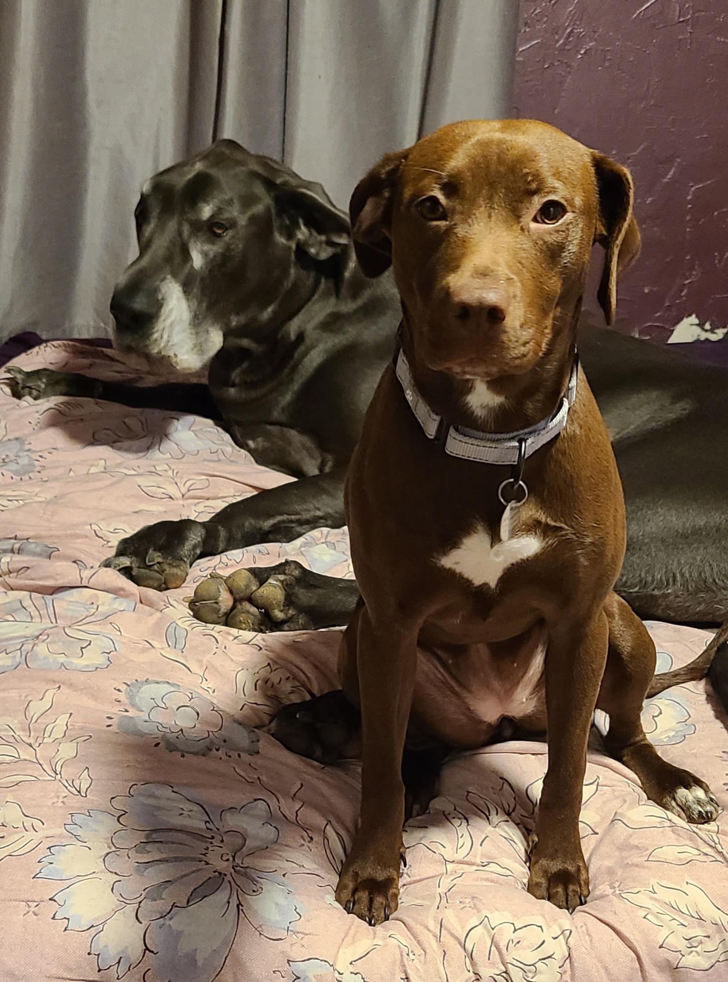 Enlarge Wilma, a ADOPTABLE mixed breed in Cleveland, OH image 2/5