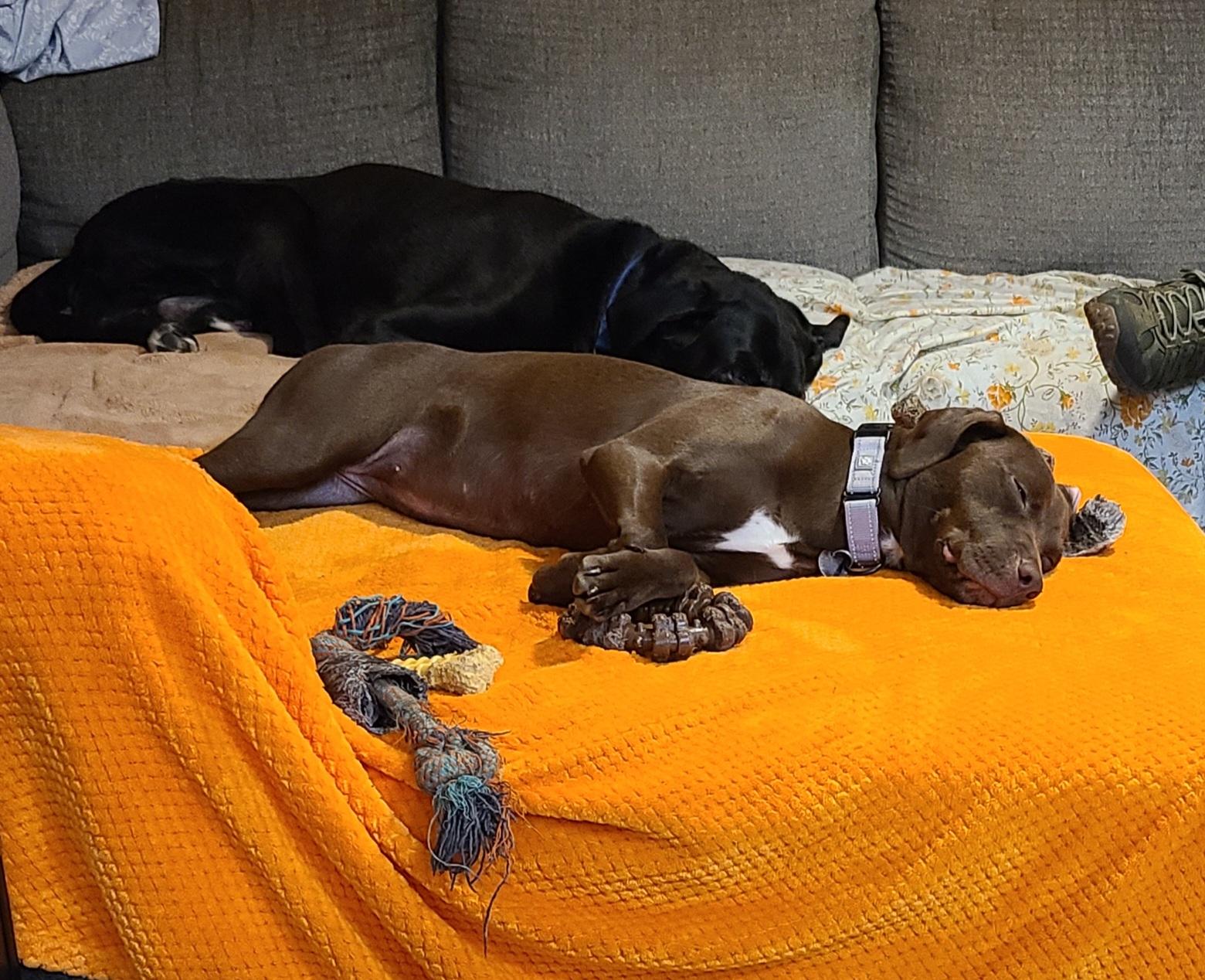 Enlarge Wilma, a ADOPTABLE mixed breed in Cleveland, OH image 3/5