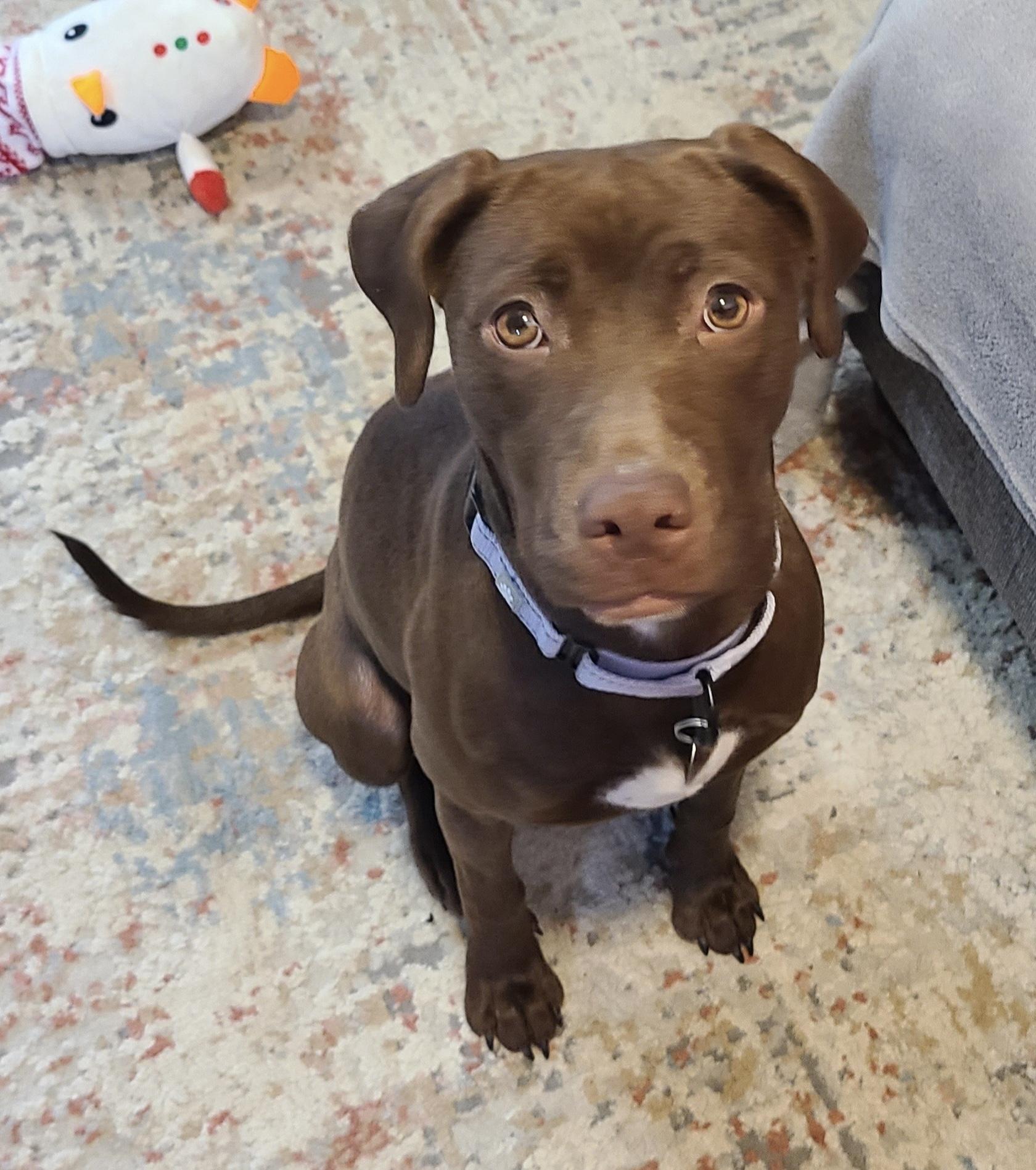 Enlarge Wilma, a ADOPTABLE mixed breed in Cleveland, OH image 1/5