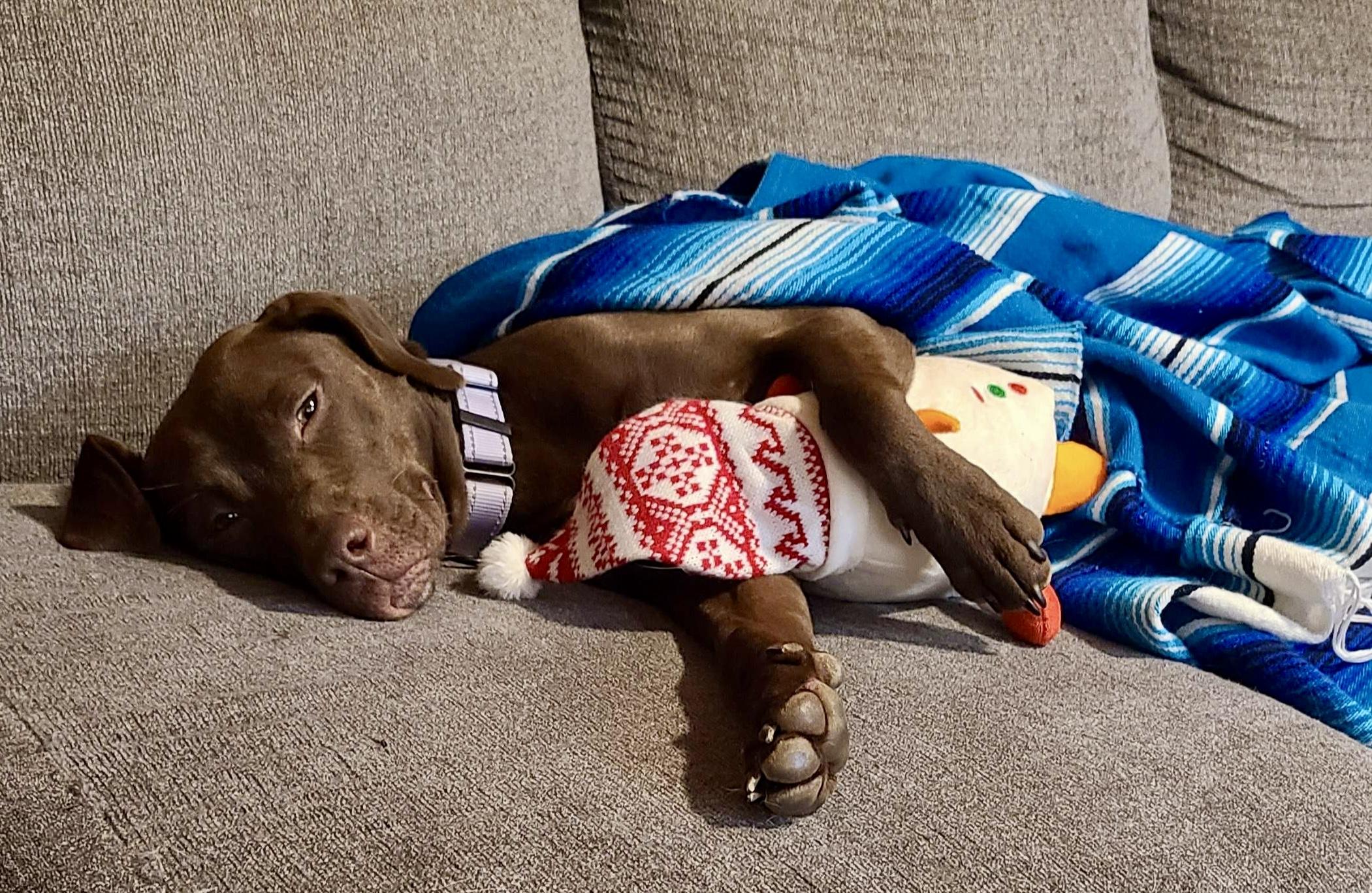 Enlarge Wilma, a ADOPTABLE mixed breed in Cleveland, OH image 5/5