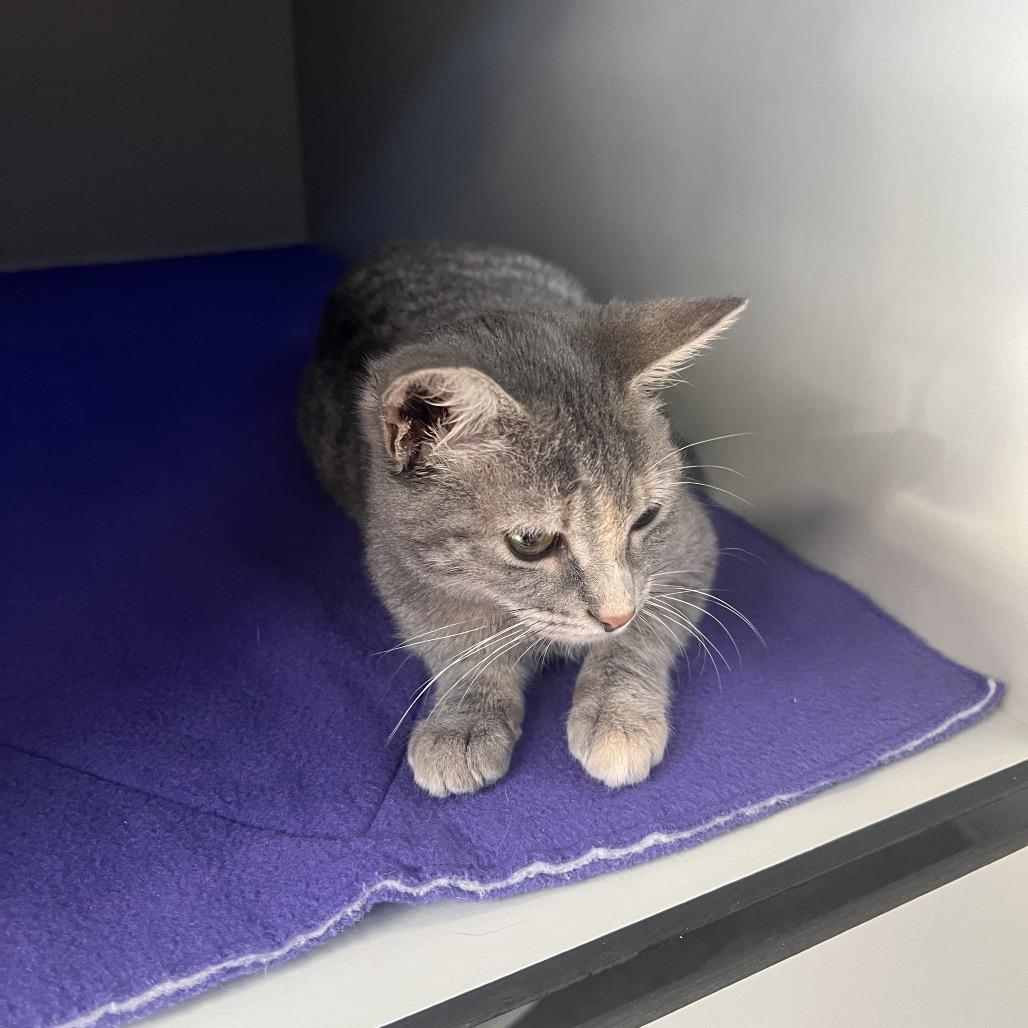 Enlarge Allie, a Adoptable Domestic Short Hair in Sarasota, FL image 1/5