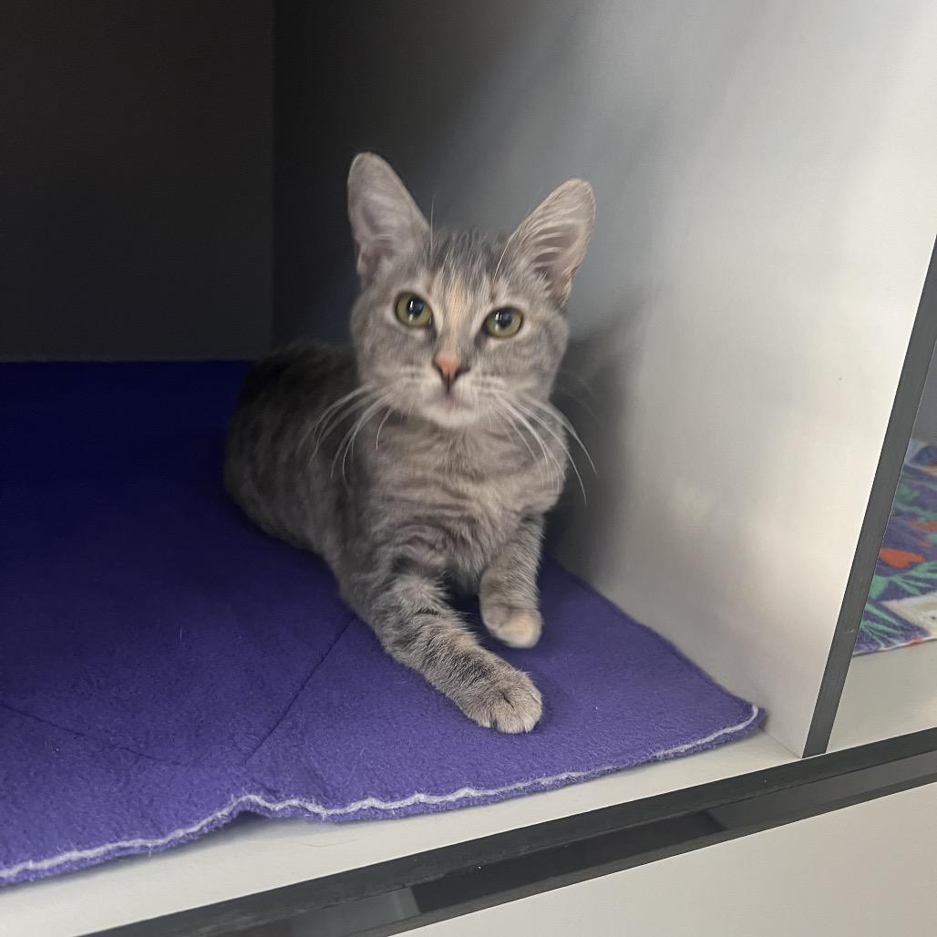 Enlarge Allie, a Adoptable Domestic Short Hair in Sarasota, FL image 2/5