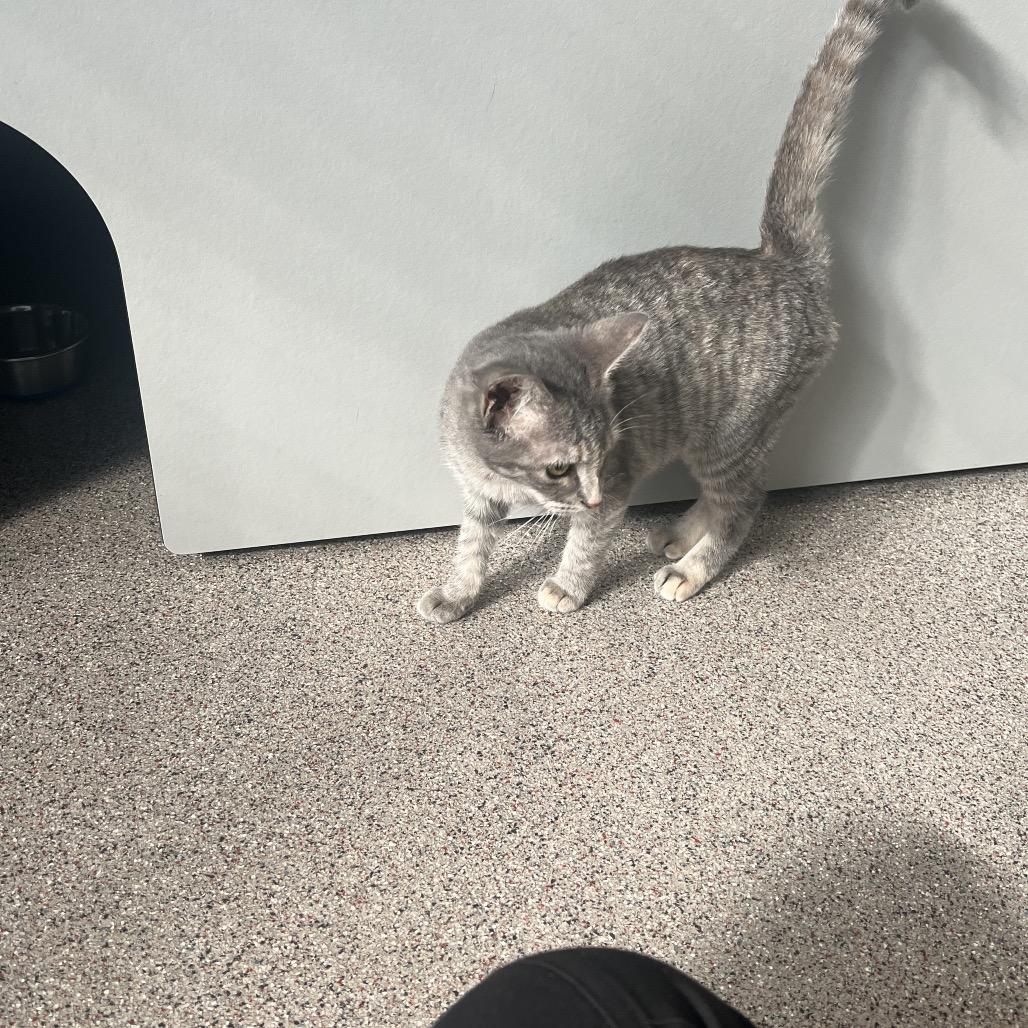 Enlarge Allie, a Adoptable Domestic Short Hair in Sarasota, FL image 3/5