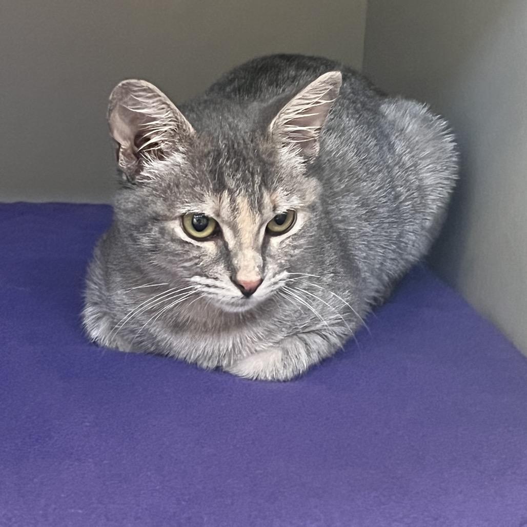 Enlarge Allie, a Adoptable Domestic Short Hair in Sarasota, FL image 4/5