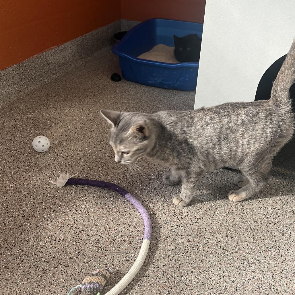 Enlarge Allie, a Adoptable Domestic Short Hair in Sarasota, FL image 5/5