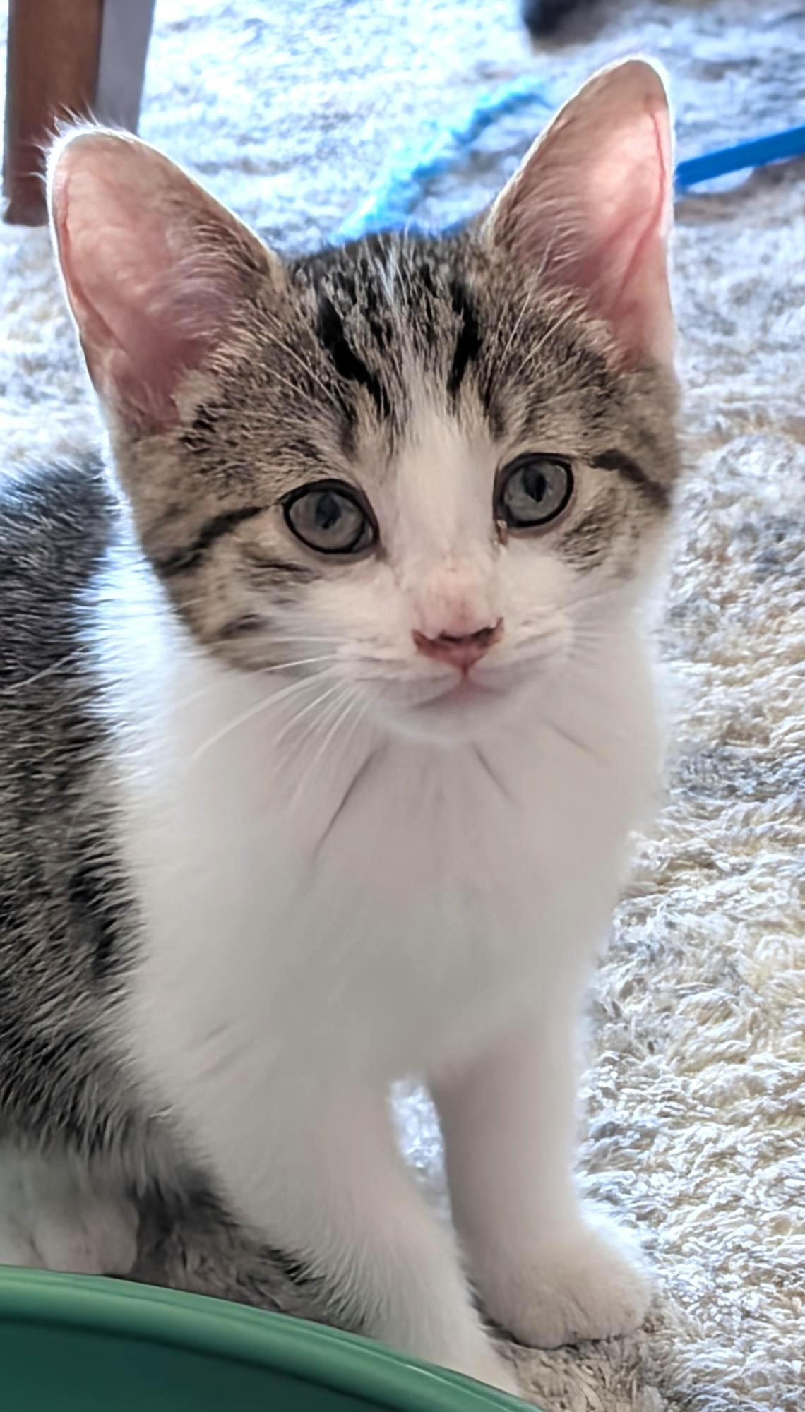 Diana, ADOPTABLE, Kitten Female Tabby.