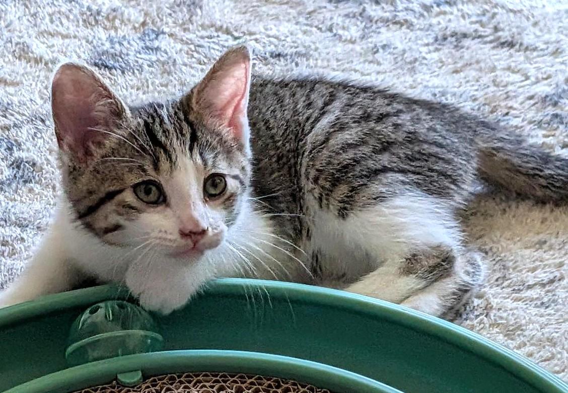 Diana, a ADOPTABLE Tabby in Stoney Creek, ON image 2/3