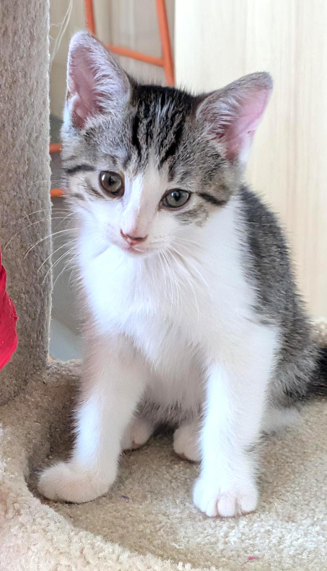 Diana, a ADOPTABLE Tabby in Stoney Creek, ON image 3/3