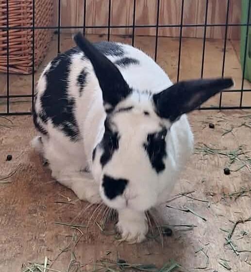 Basil, Adoptable, Adult Male Bunny Rabbit.
