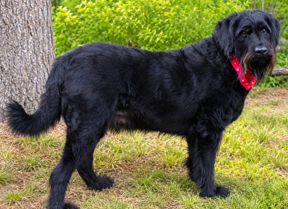 Enlarge Winston, a ADOPTABLE mixed breed in Cheboygan, MI image 6/6
