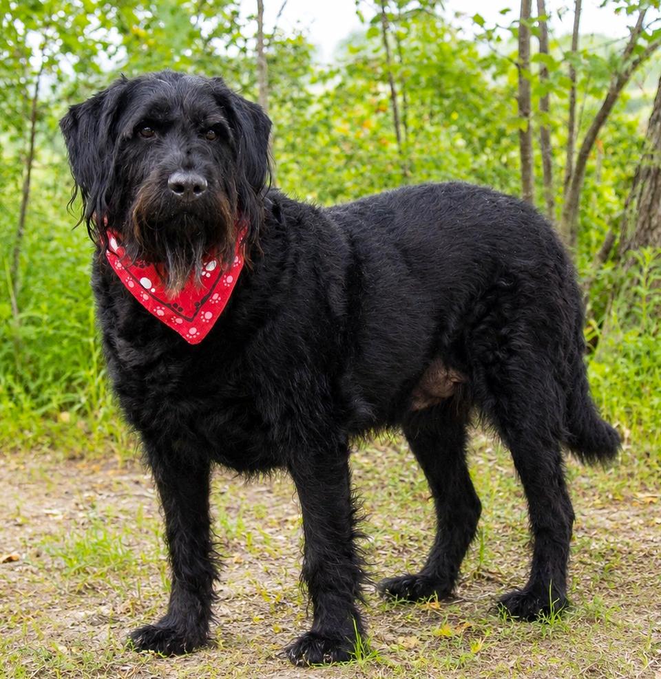 Winston, ADOPTABLE, Adult Male Labradoodle.