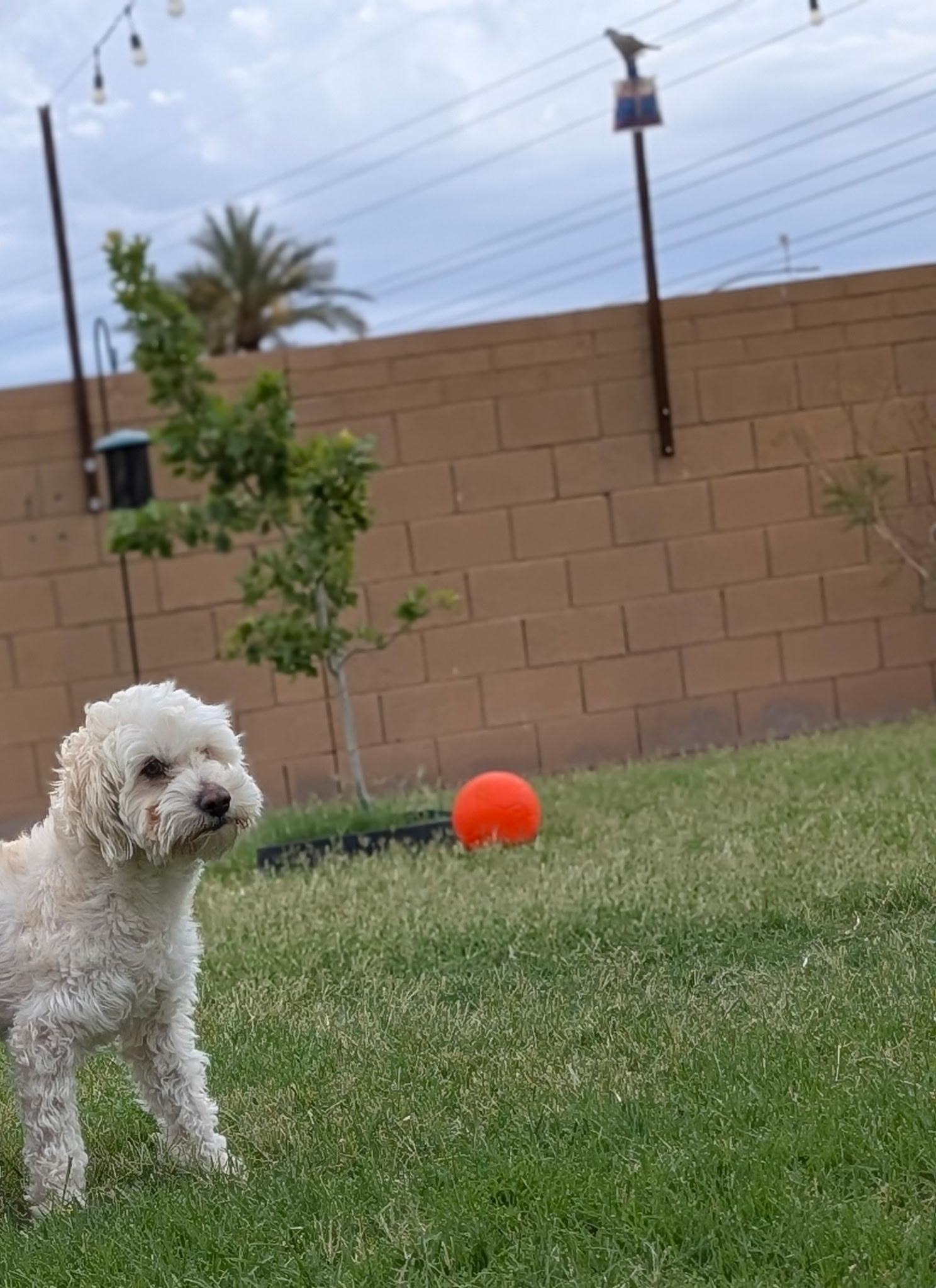 Enlarge Oliver, an adopted mixed breed in Casa Grande, AZ image 2/6